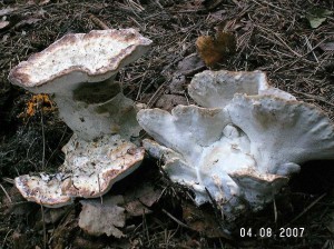 PICT0016.JPG