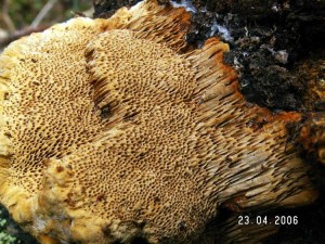 PICT0017.JPG