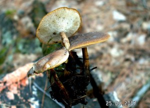 PICT0017.JPG