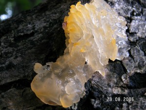 PICT0018-1.JPG