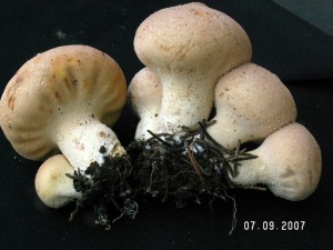 PICT0018-3.JPG