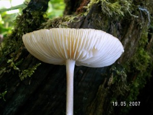PICT0018.JPG