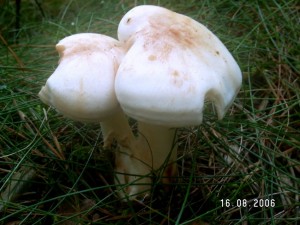 PICT0023-1.JPG