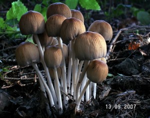PICT0023.JPG