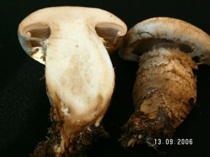 PICT0024.JPG