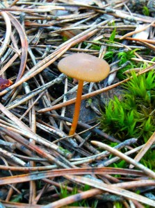 PICT0025.JPG