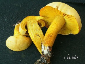 PICT0026.JPG