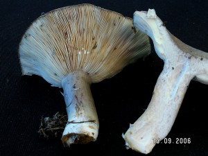 PICT0026.JPG