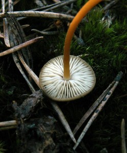 PICT0027.JPG