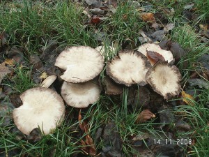 PICT0028.JPG
