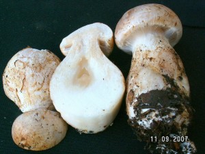 PICT0031.JPG