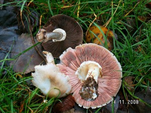 PICT0031.JPG