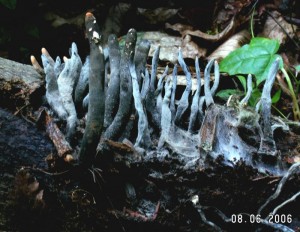 PICT0036.JPG