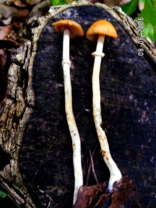 PICT0040.JPG