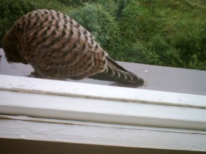 Picture 1.jpg