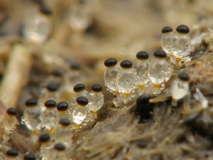 Pilobolus crystallinus1.jpg