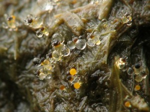Pilobolus crystallinus2.jpg