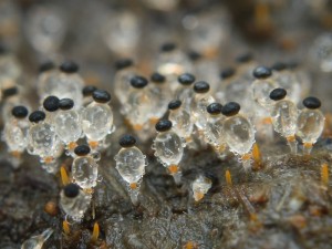Pilobolus crystallinus2.jpg