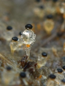 Pilobolus crystallinus3.jpg