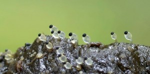 Pilobolus crystallinus.jpg