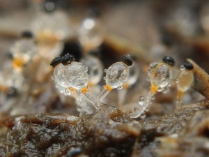 Pilobolus crystallinus.jpg