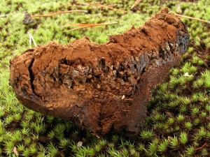 Pisolithus arrhizus.jpg