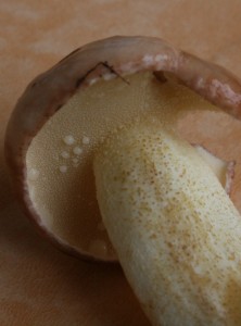 plac-klouzek.JPG