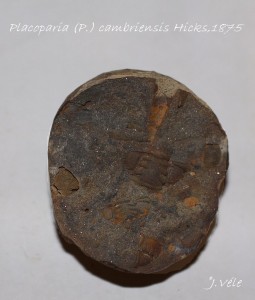 Placoparia (P.) cambriensis Hicks,1875.jpg
