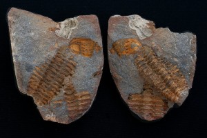 Placoparia (Placoparia) zippei.JPG