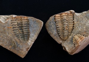 Placoparia (Placoparia) zippei (2).JPG
