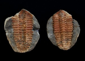 Placoparia (Placoparia) zippei (3).JPG