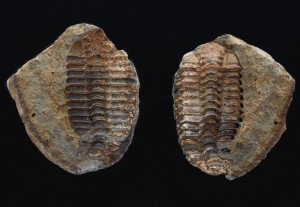 Placoparia (Placoparia) zippei (4).JPG