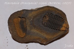 Placoparia (Placoparia) zippei (BOECK, 1827).jpg1.jpg