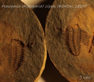 Placoparia (Placoparia) zippei (BOECK, 1827).jpg