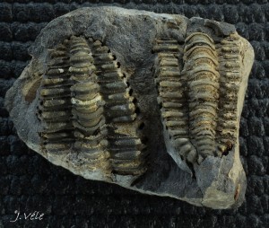 Placoparia cambriensis.jpg