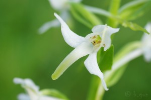 Platanthera bifolia.jpg