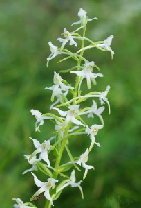 Platanthera bifolia (2).jpg