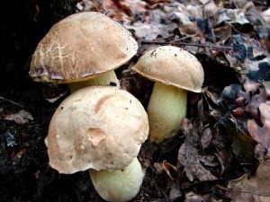 Plav trio.JPG