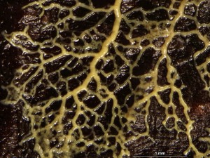 plazmodium-2.jpg