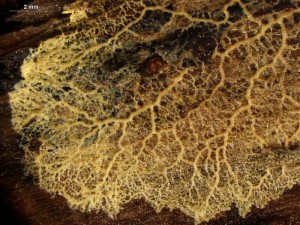 plazmodium-3.jpg