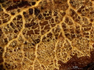 plazmodium-4.jpg