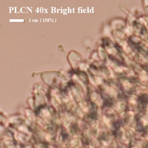 PLCN_40x_Canon30D_Bright_Fi.jpg