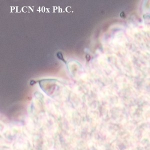 PLCN_40x_Canon30D_Phase.jpg