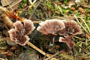 Plesk karafitov - Thelephora caryophyllea2.jpg