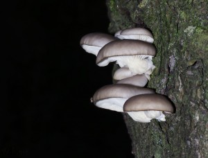 Pleurotus ostreatusB.jpg