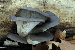 Pleurotus ostreatusB.jpg