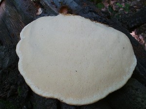 plstnatec jižní 2.jpg
