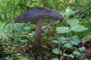 Pluteus_atromarginatus.jpg