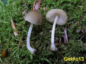 Pluteus_exiguus2.JPG