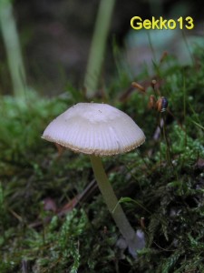 Pluteus_exiguus.JPG